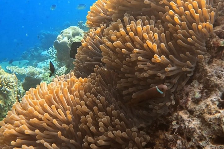 5 Day All Inclusive Fulidhoo Adventure Watersports and Excursions