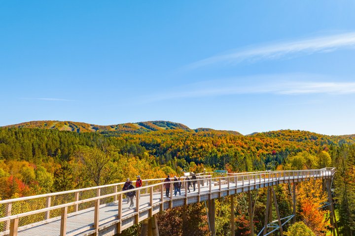 Bike Rentals Treetop Walk Package