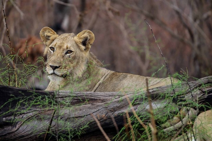 One Day Akagera National Park Big Five Safari