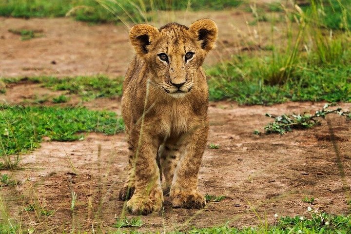 One Day Akagera National Park Big Five Safari