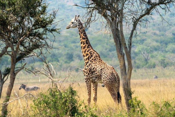 One Day Akagera National Park Big Five Safari
