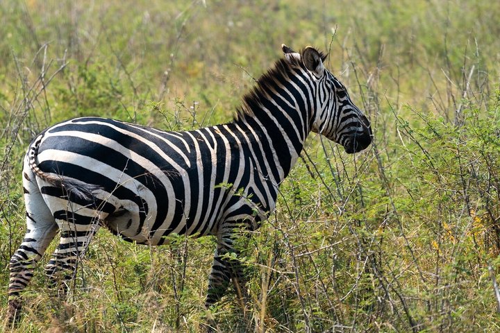 One Day Akagera National Park Big Five Safari