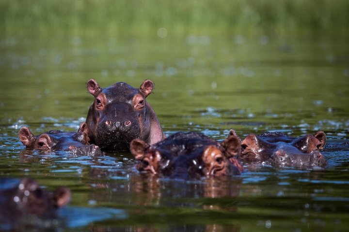 One Day Akagera National Park Big Five Safari