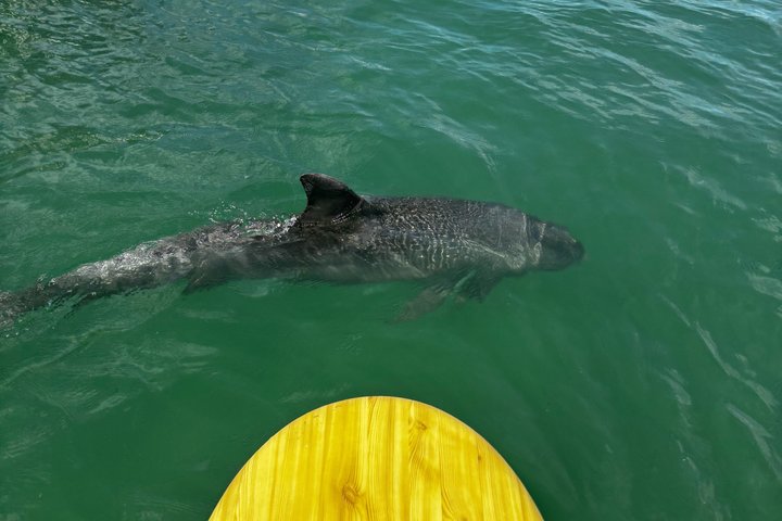 Daytona Beach Dolphin & Manatee Kayak Wildlife Adventure
