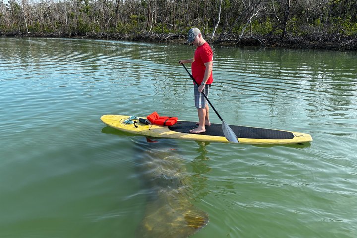 Daytona Beach Dolphin & Manatee Kayak Wildlife Adventure