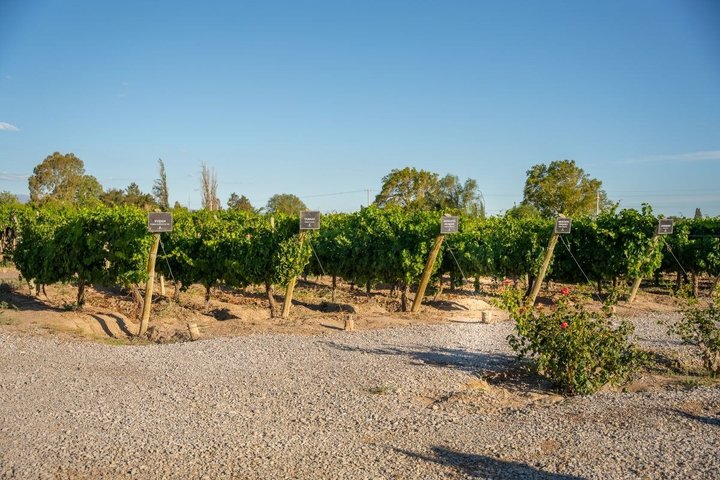 From San Juan Putruele Winery with Tasting and Pairing