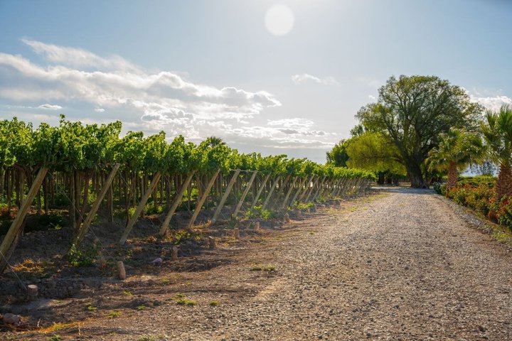 From San Juan Putruele Winery with Tasting and Pairing
