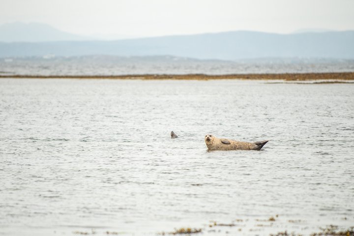 Aran Islands and Cliffs of Moher Day Cruise sailing from Galway City Docks