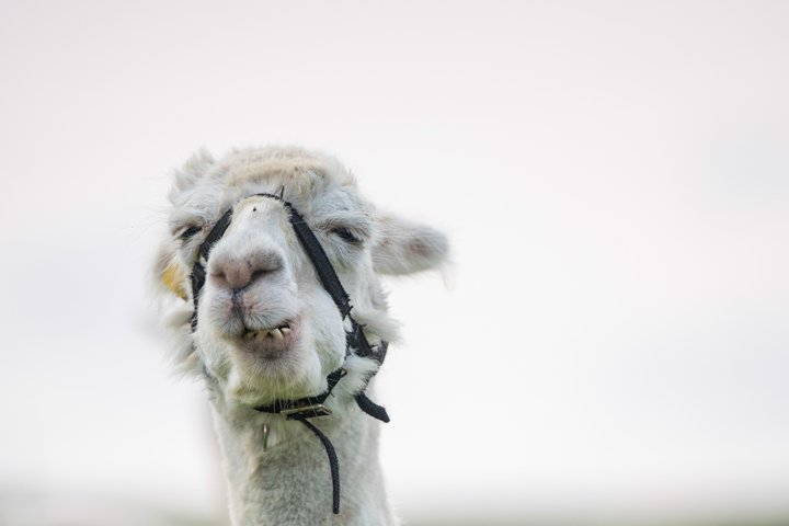 Aran Islands and Cliffs of Moher Day Cruise sailing from Galway City Docks