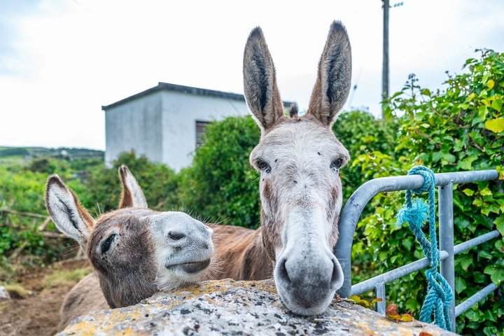Aran Islands and Cliffs of Moher Day Cruise sailing from Galway City Docks