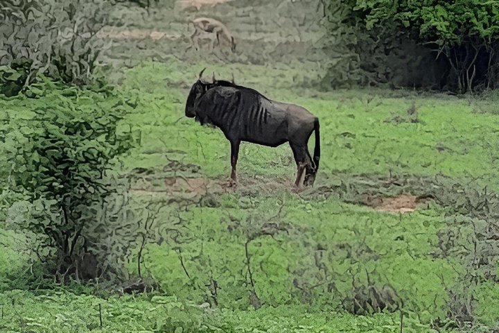 Adventure at Quiçama National Park Safari and Nature