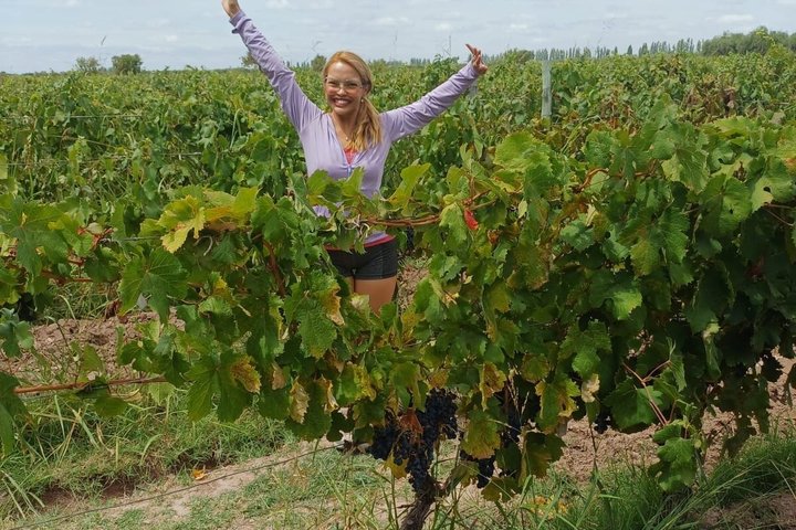 Bike Tour with Winery and Olivicola Tastings