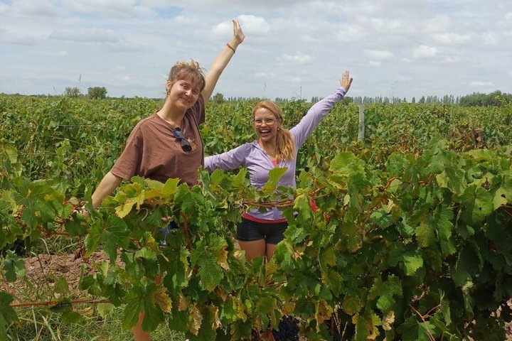 Bike Tour with Winery and Olivicola Tastings