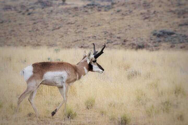 Great Salt Lake Safari - Discover Antelope Island