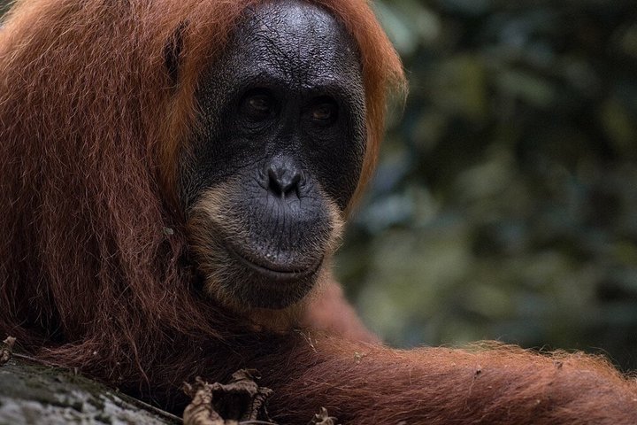 Bukit Lawang Orangutan Trekking 2D1N All Inclusive Medan Basic
