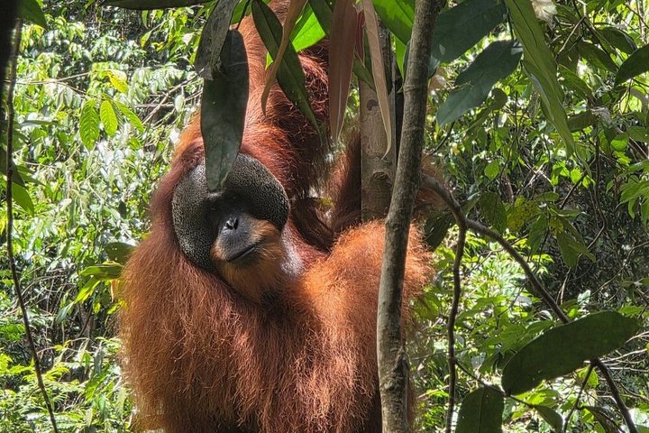 Bukit Lawang Orangutan Trekking 2D1N All Inclusive Medan Basic