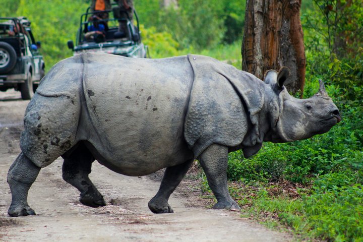 Guwahati Pobitora Wildlife Sanctuary and Mayong Museum Tour