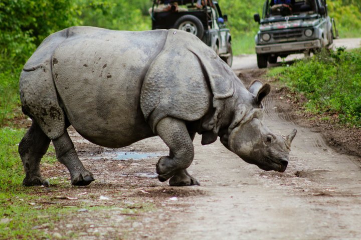 Guwahati Pobitora Wildlife Sanctuary and Mayong Museum Tour