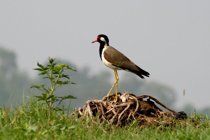 Guwahati Pobitora Wildlife Sanctuary and Mayong Museum Tour
