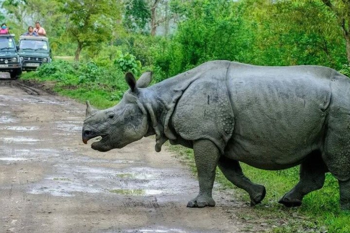 Guwahati Pobitora Wildlife Sanctuary and Mayong Museum Tour