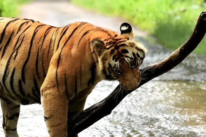 Guwahati Pobitora Wildlife Sanctuary and Mayong Museum Tour