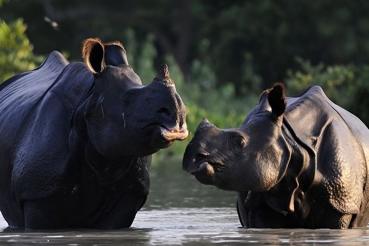 Guwahati Pobitora Wildlife Sanctuary and Mayong Museum Tour