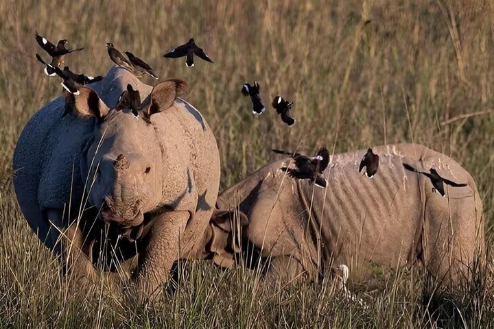 Guwahati Pobitora Wildlife Sanctuary and Mayong Museum Tour