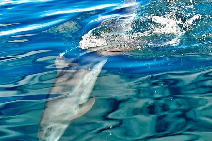 Whale Watching with Snorkeling and Fishing in Puerto Jiménez
