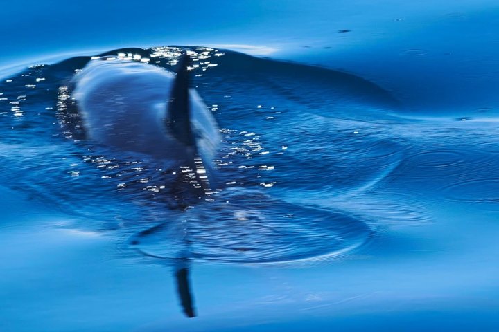 Whale Watching with Snorkeling and Fishing in Puerto Jiménez