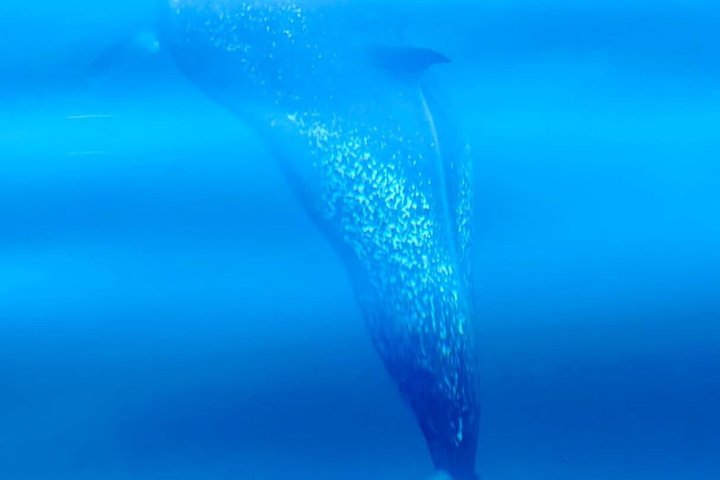 Whale Watching with Snorkeling and Fishing in Puerto Jiménez