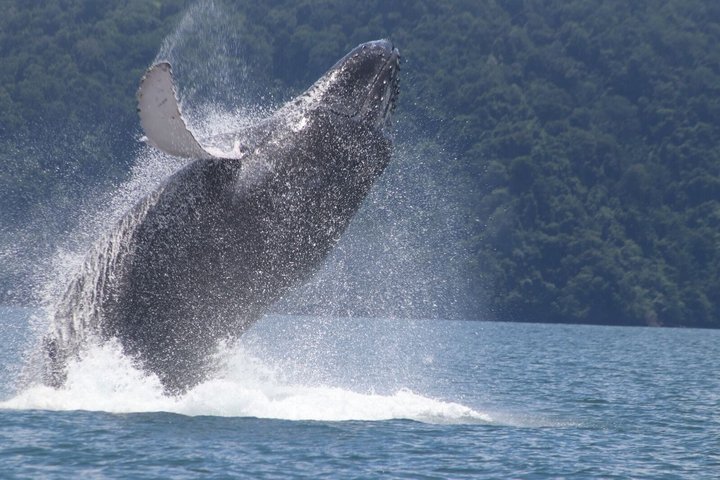 Whale Watching with Snorkeling and Fishing in Puerto Jiménez