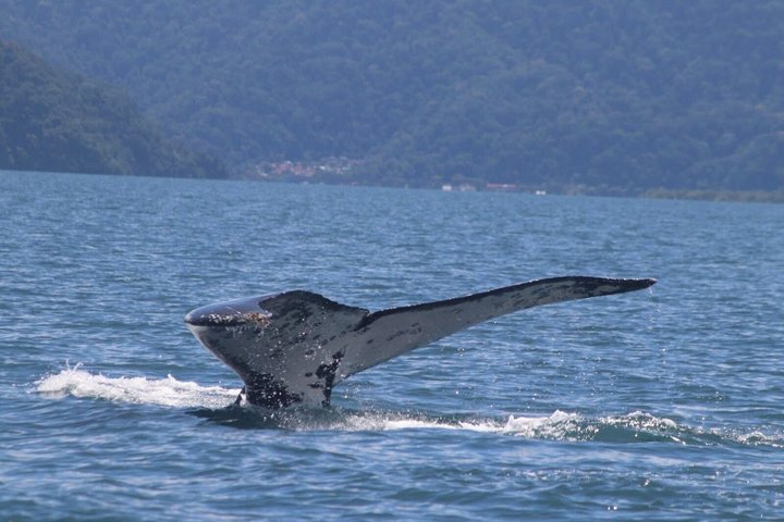 Whale Watching with Snorkeling and Fishing in Puerto Jiménez