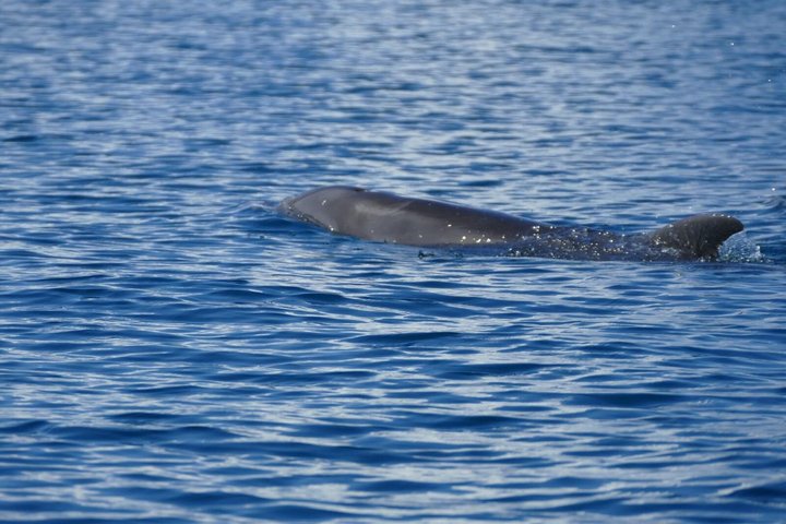 Whale Watching with Snorkeling and Fishing in Puerto Jiménez