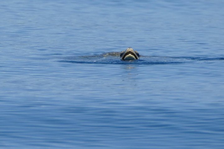 Whale Watching with Snorkeling and Fishing in Puerto Jiménez