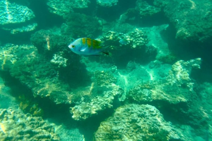 Whale Watching with Snorkeling and Fishing in Puerto Jiménez