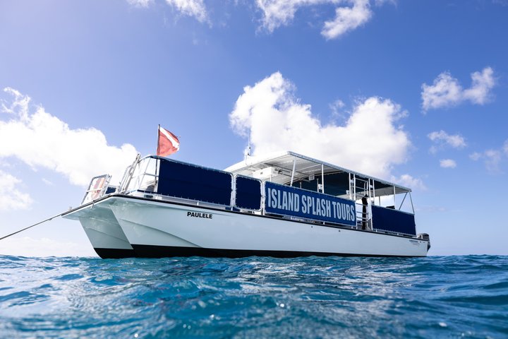 Waikiki Turtle Canyon Snorkel: Turtles Guaranteed