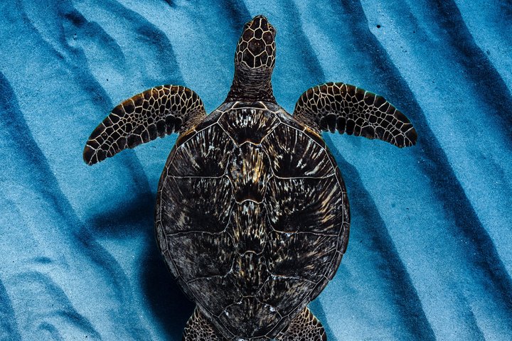Waikiki Turtle Canyon Snorkel: Turtles Guaranteed