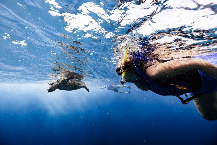 Waikiki Turtle Canyon Snorkel: Turtles Guaranteed