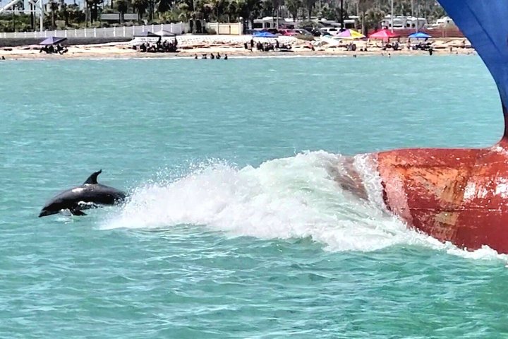 3:00 PM Eco Tour and Dolphin Watch