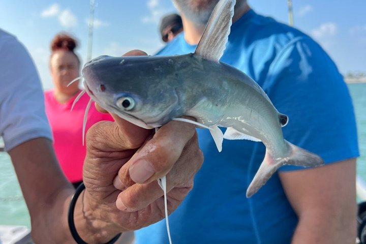 3:00 PM Eco Tour and Dolphin Watch