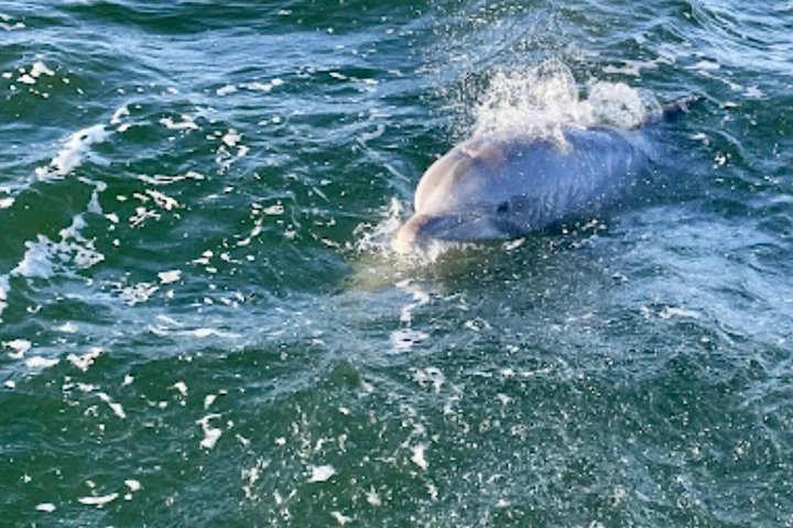 Shared Dolphin Cruise in Pensacola Beach | Frisky Mermaid