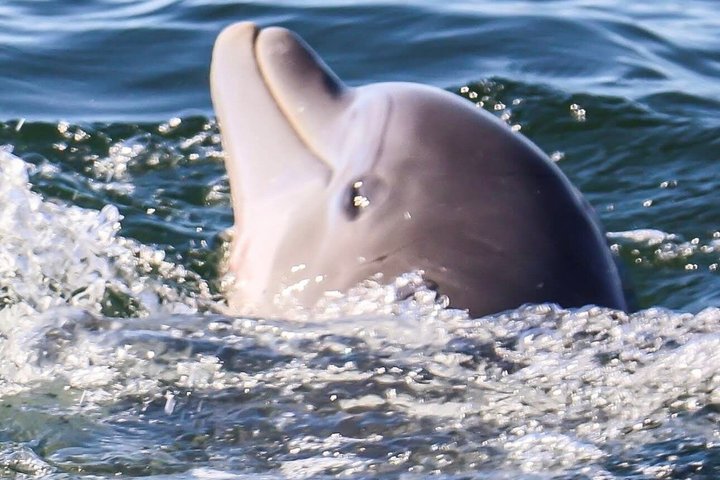 Shared Dolphin Cruise in Pensacola Beach | Frisky Mermaid