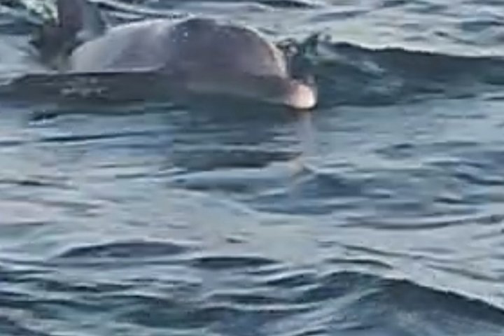 Shared Dolphin Cruise in Pensacola Beach | Frisky Mermaid