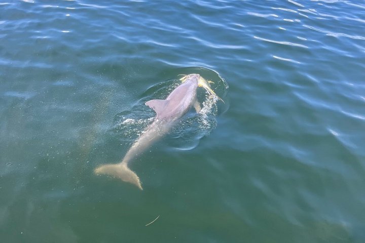 Shared Dolphin Cruise in Pensacola Beach | Frisky Mermaid