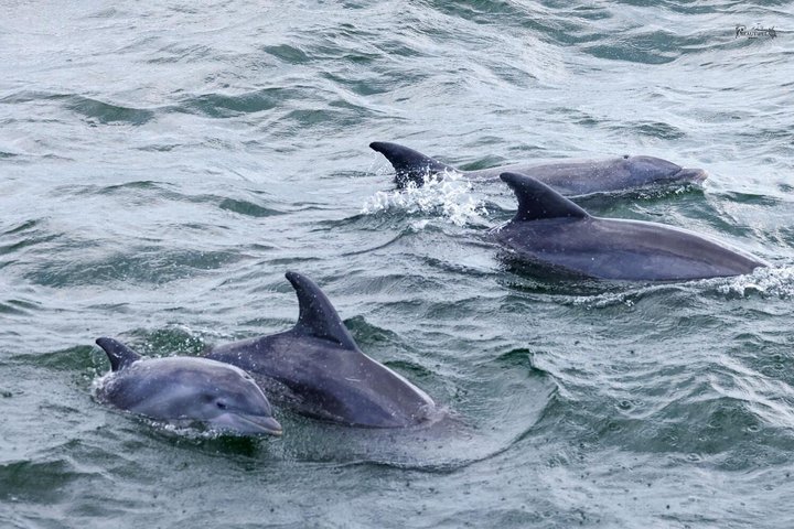 Shared Dolphin Cruise in Pensacola Beach | Frisky Mermaid