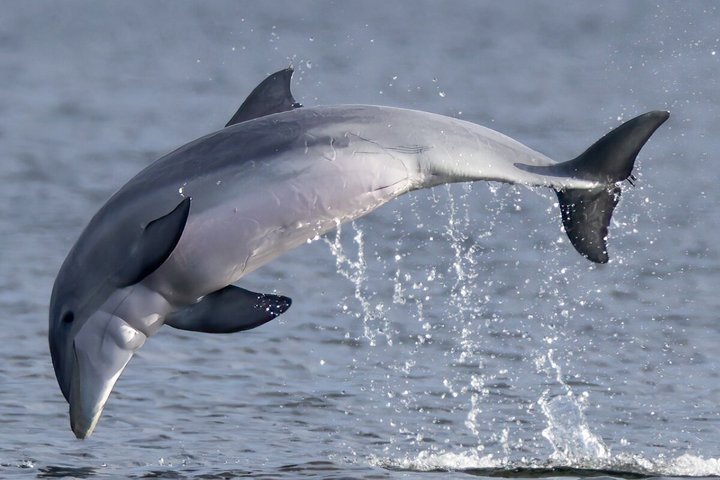 Shared Dolphin Cruise in Pensacola Beach | Frisky Mermaid
