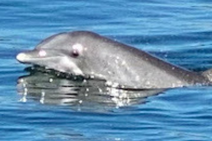 Shared Dolphin Cruise in Pensacola Beach | Frisky Mermaid