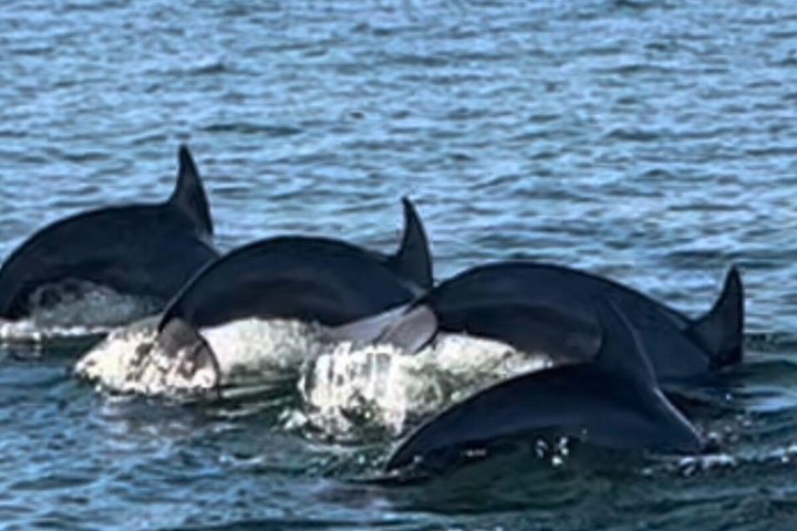 Shared Dolphin Cruise in Pensacola Beach | Frisky Mermaid
