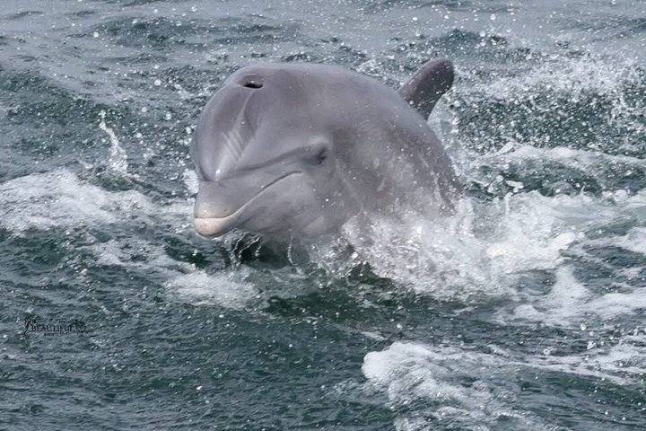 Shared Dolphin Cruise in Pensacola Beach | Frisky Mermaid