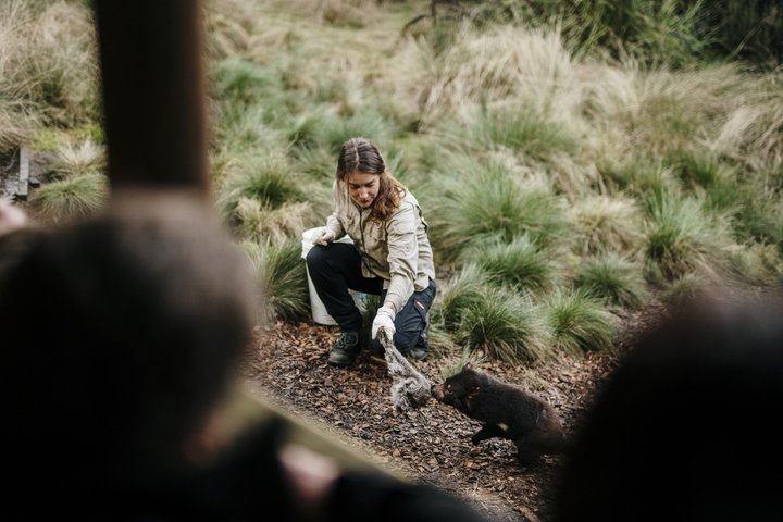 1-Hour Tasmanian Devil Feeding Day Tour at Cradle Mountain
